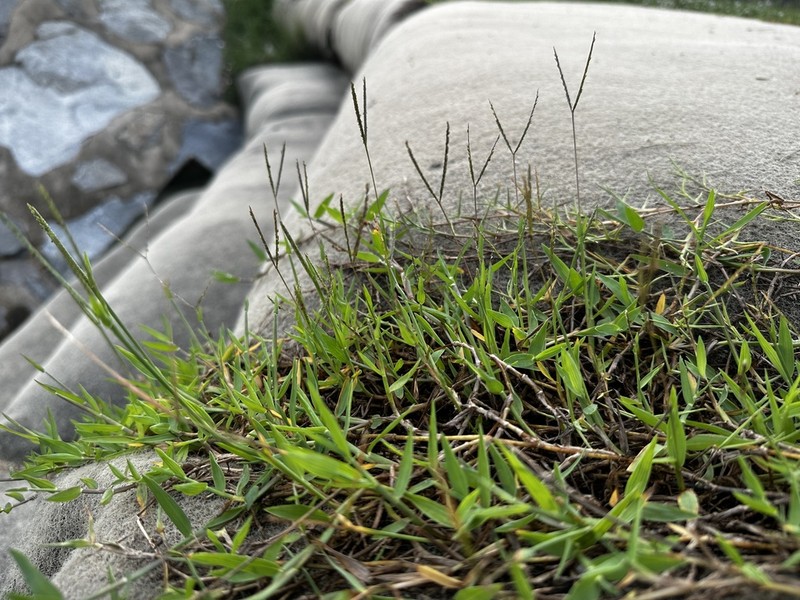 Indian Crabgrass