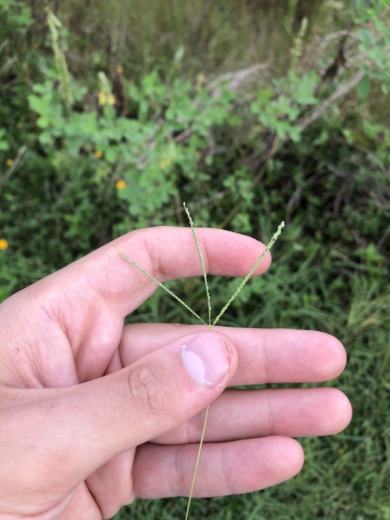 Indian Crabgrass photo 2