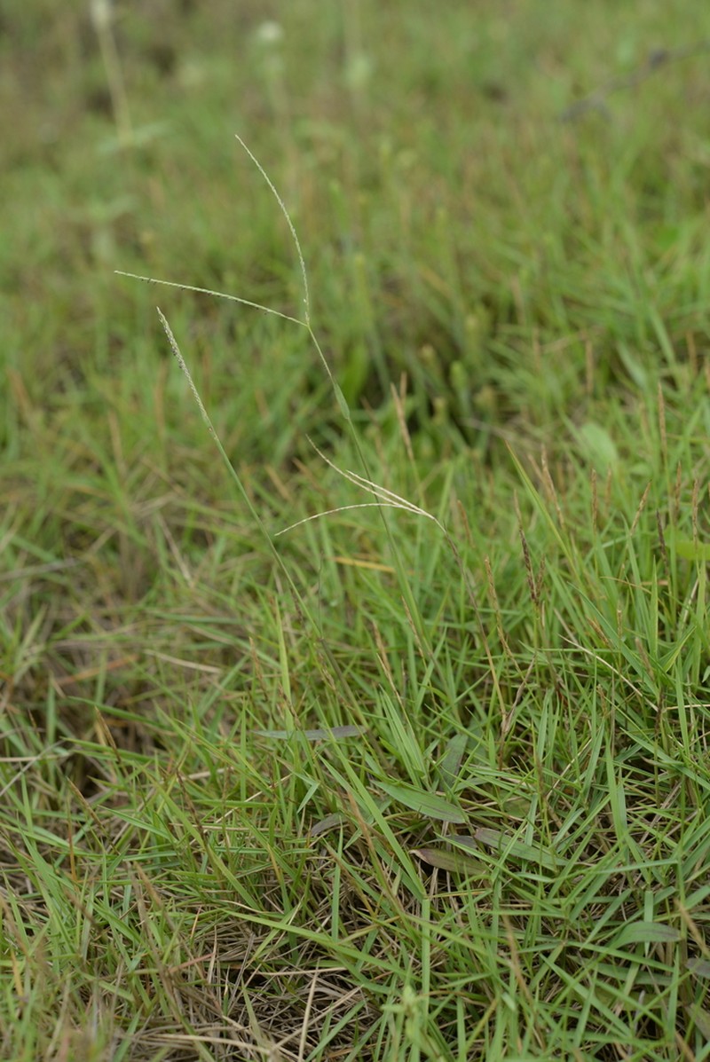 Indian Crabgrass photo 3