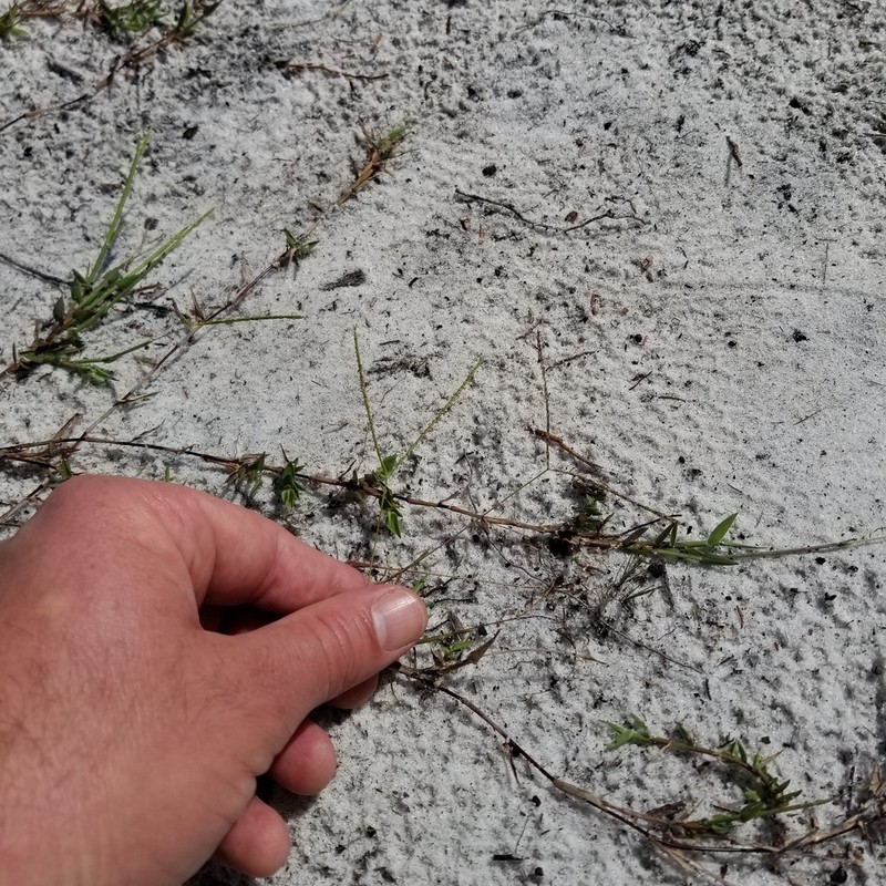 Indian Crabgrass photo 4