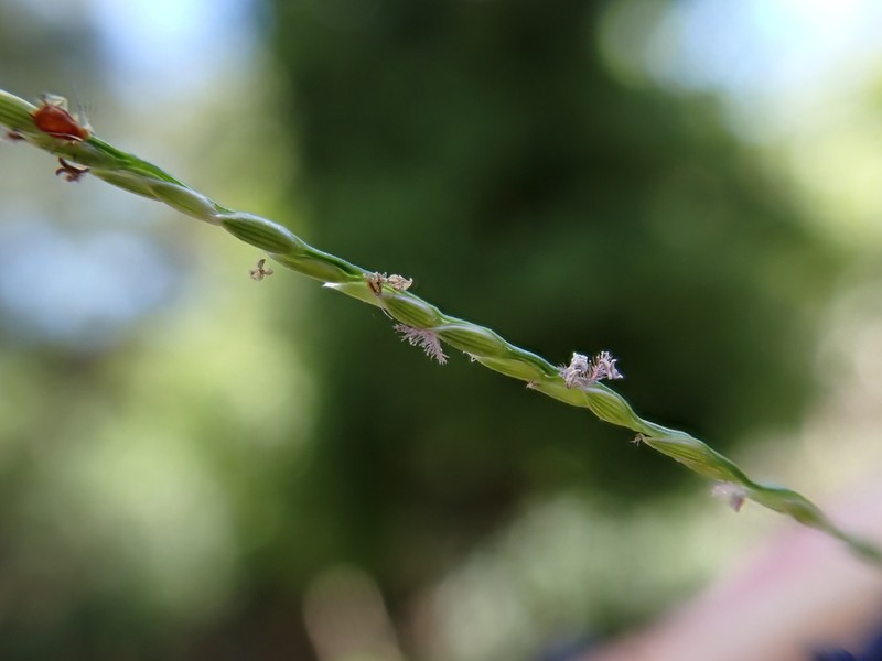 Indian Crabgrass photo 5