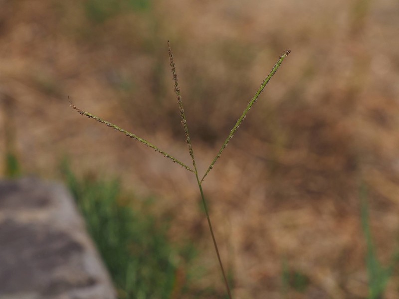 Indian Crabgrass photo 6