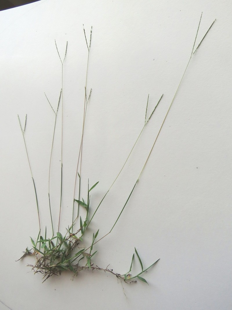 Indian Crabgrass photo 7