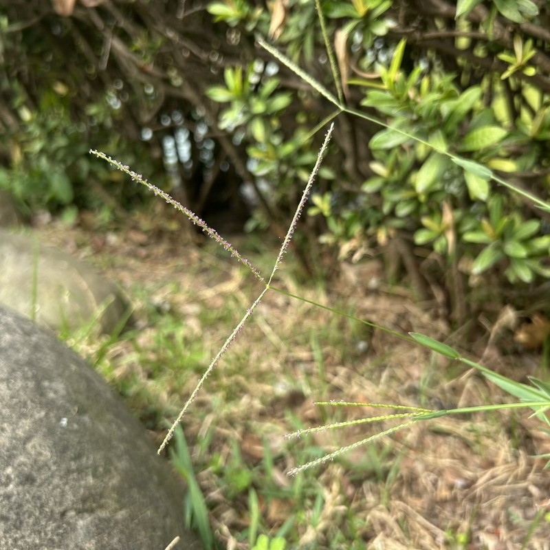 Indian Crabgrass photo 8
