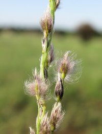 Digitaria mariannensis