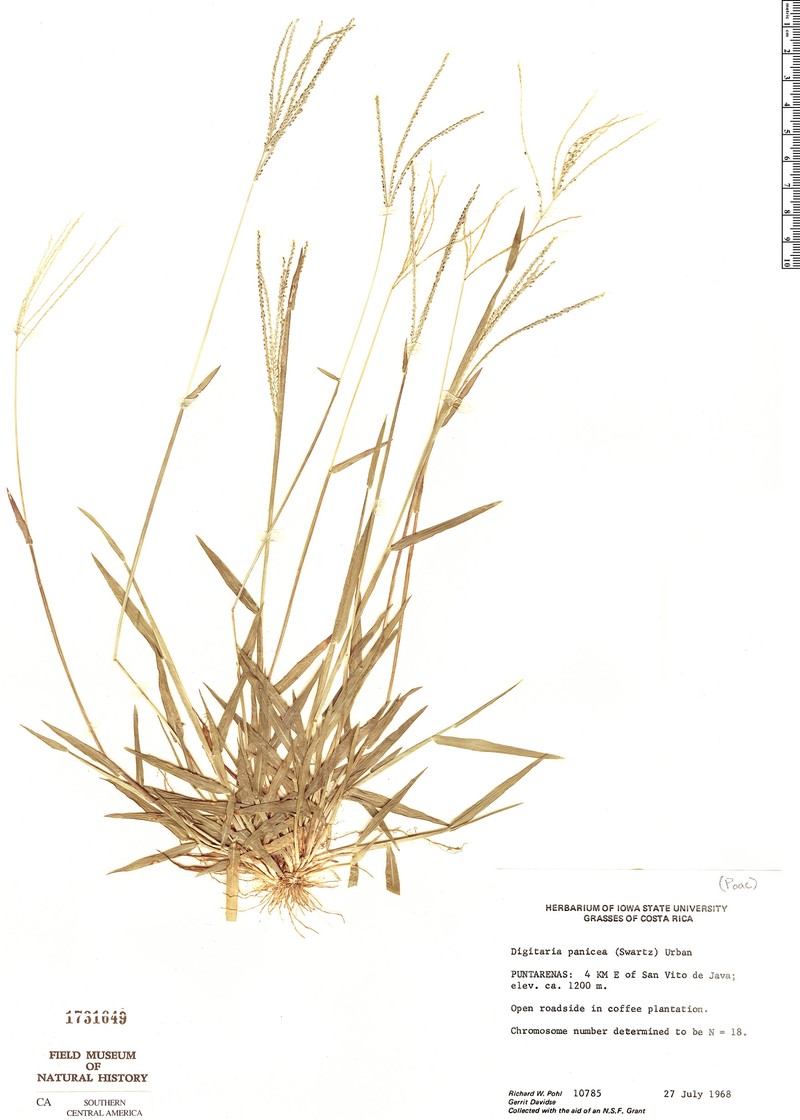 Millet Crabgrass