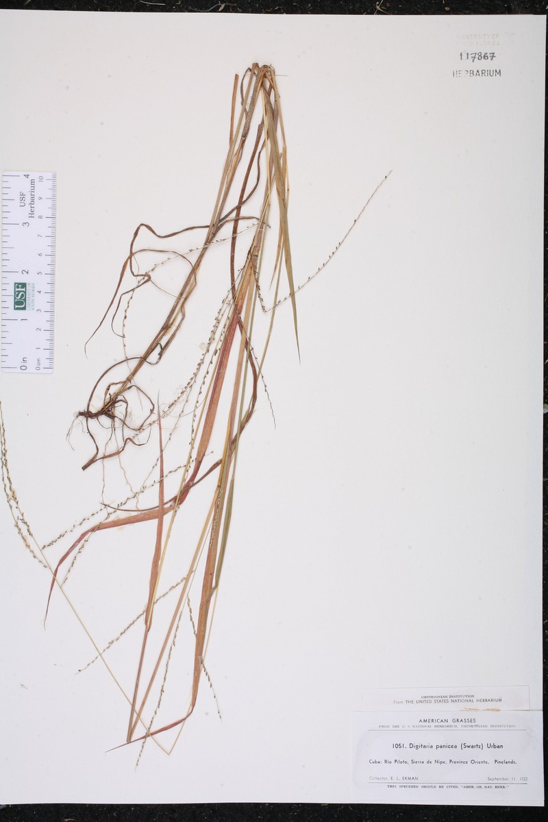 Millet Crabgrass photo 2
