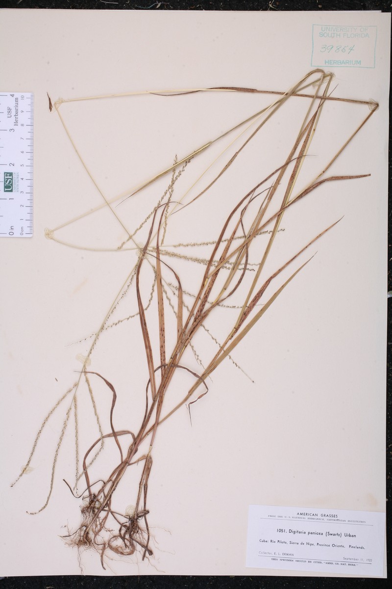 Millet Crabgrass photo 3