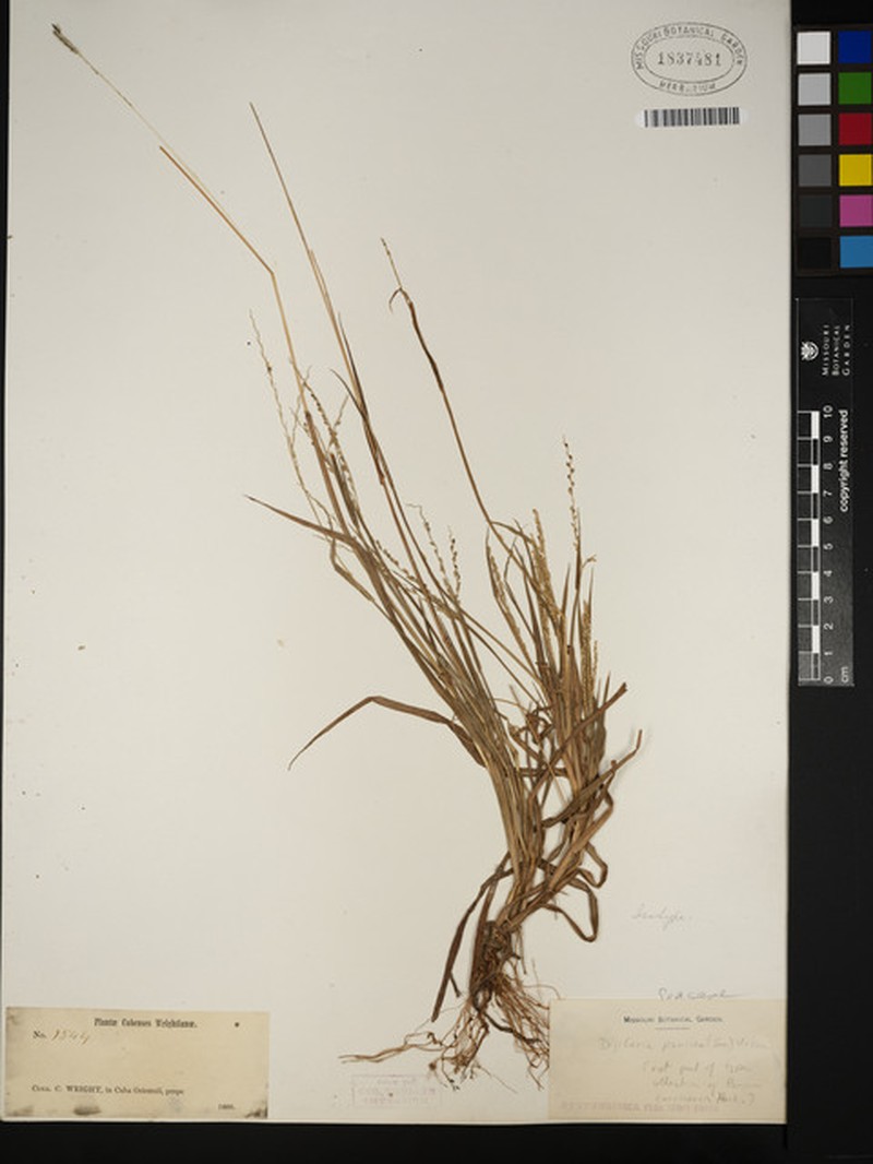 Millet Crabgrass photo 4