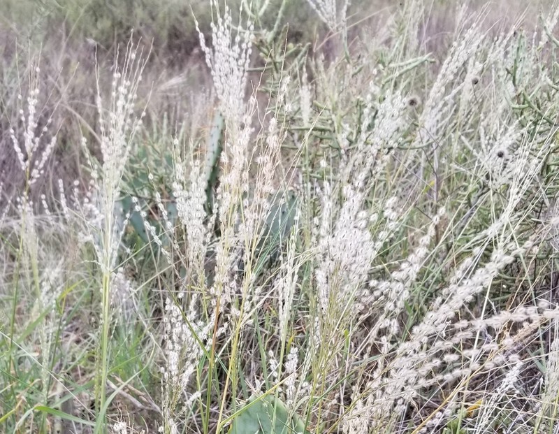Texas Cottontop