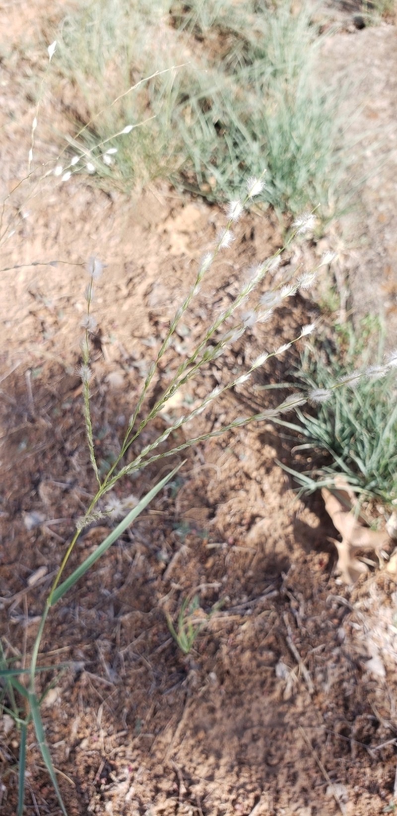 Texas Cottontop photo 2