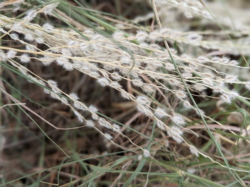 Texas Cottontop photo 3