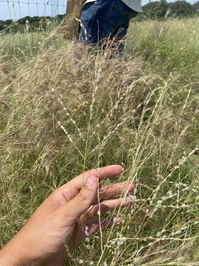Texas Cottontop photo 4