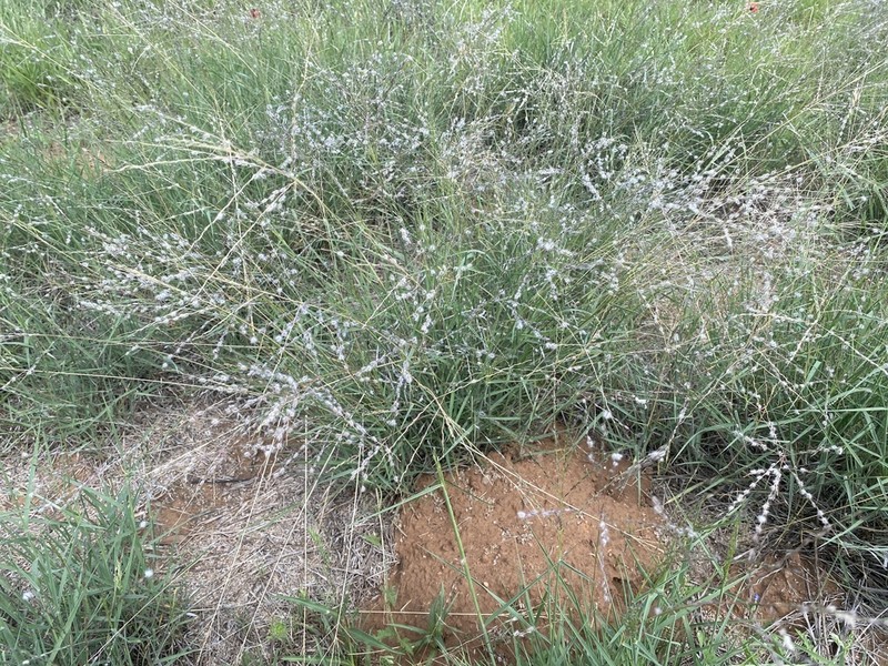 Texas Cottontop photo 5