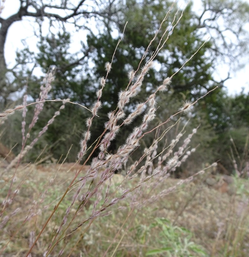 Texas Cottontop photo 6