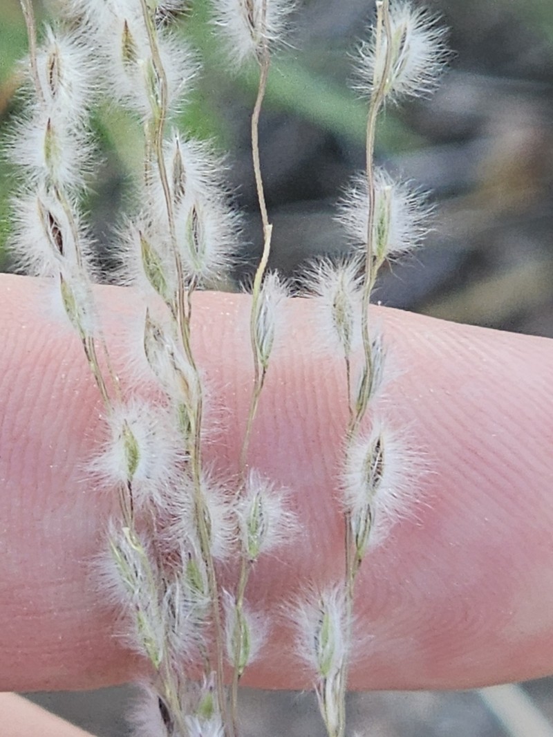 Texas Cottontop photo 7