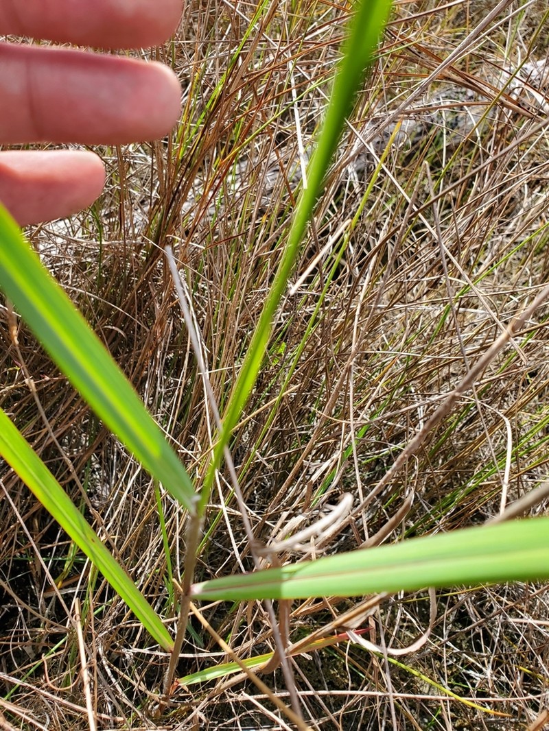 Twospike Crabgrass