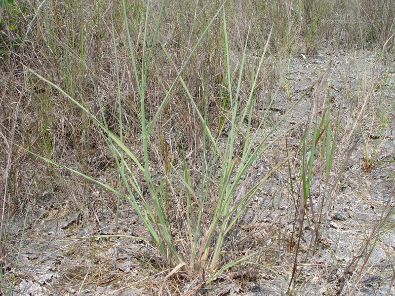 Twospike Crabgrass photo 2