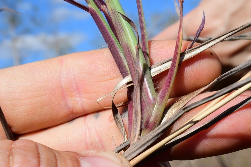 Twospike Crabgrass photo 3