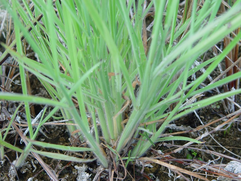 Twospike Crabgrass photo 4