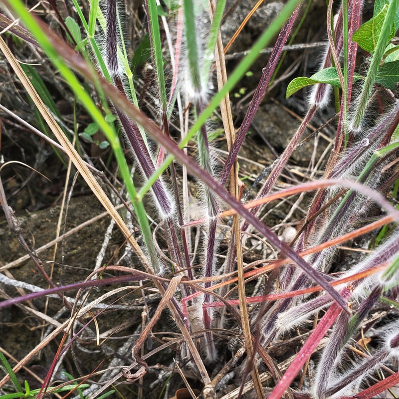 Twospike Crabgrass photo 5
