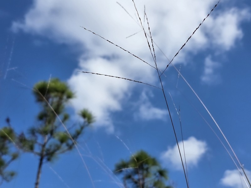 Twospike Crabgrass photo 6
