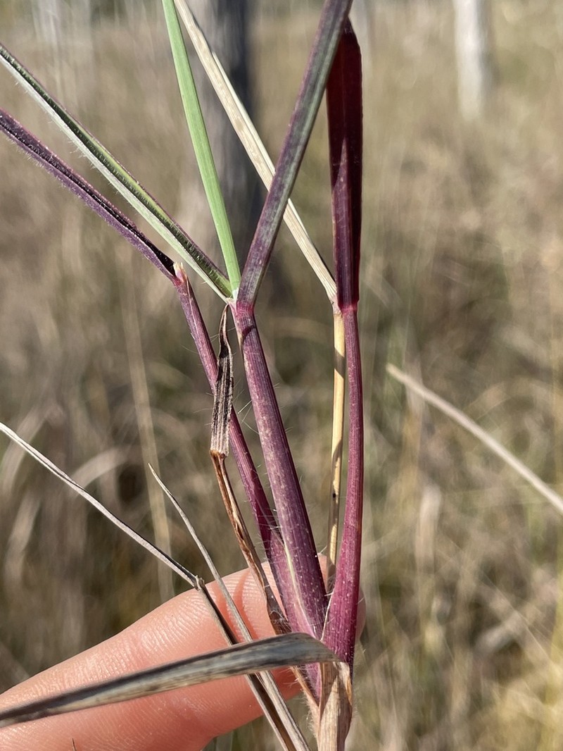 Twospike Crabgrass photo 7