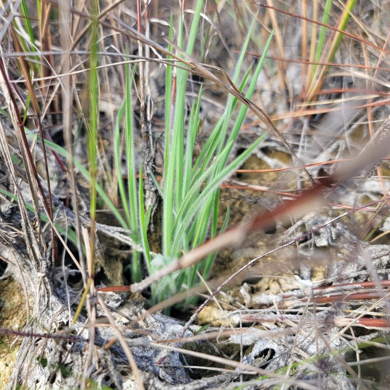 Twospike Crabgrass photo 8