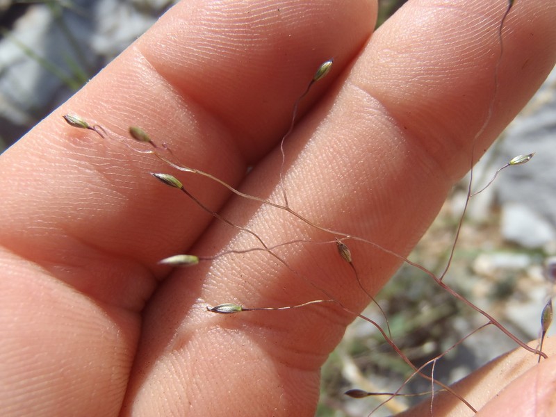 Carolina Crabgrass