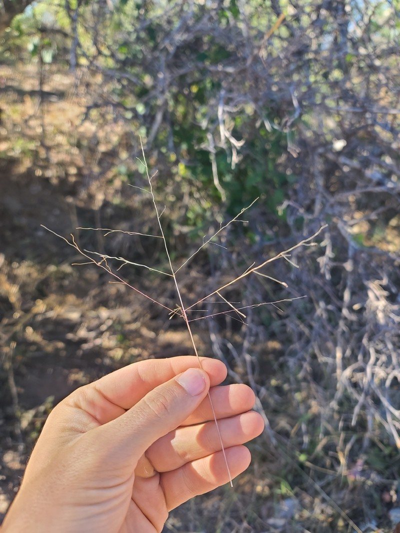 Carolina Crabgrass photo 2