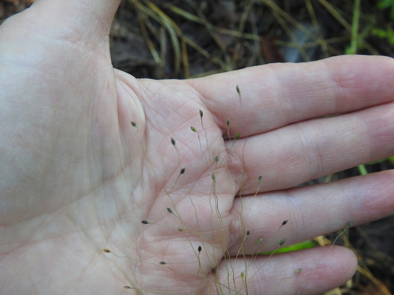 Carolina Crabgrass photo 3