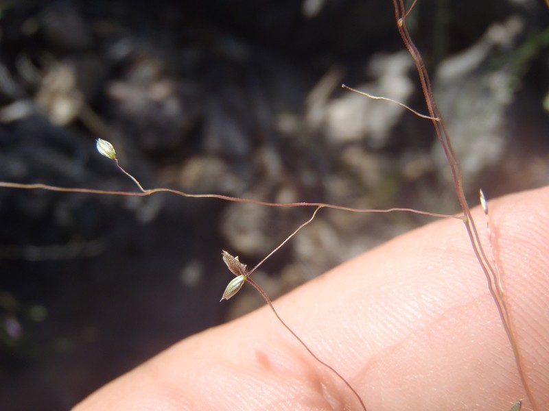 Carolina Crabgrass photo 4