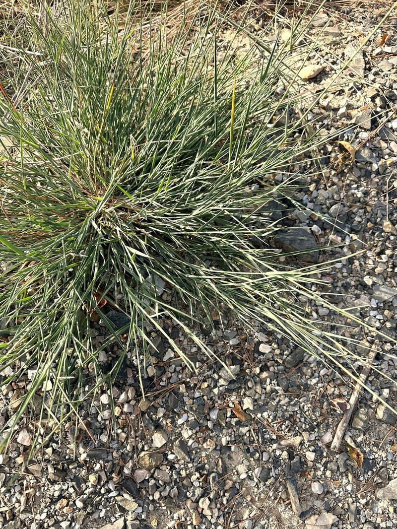 Carolina Crabgrass photo 5
