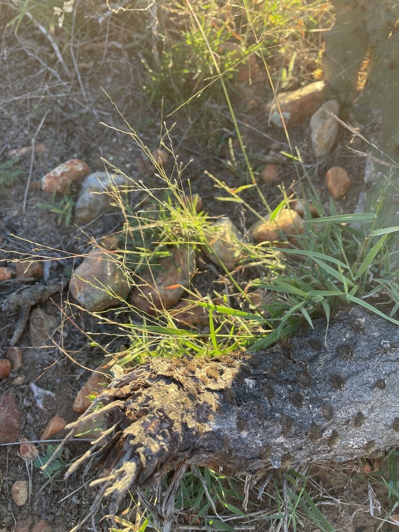 Carolina Crabgrass photo 6
