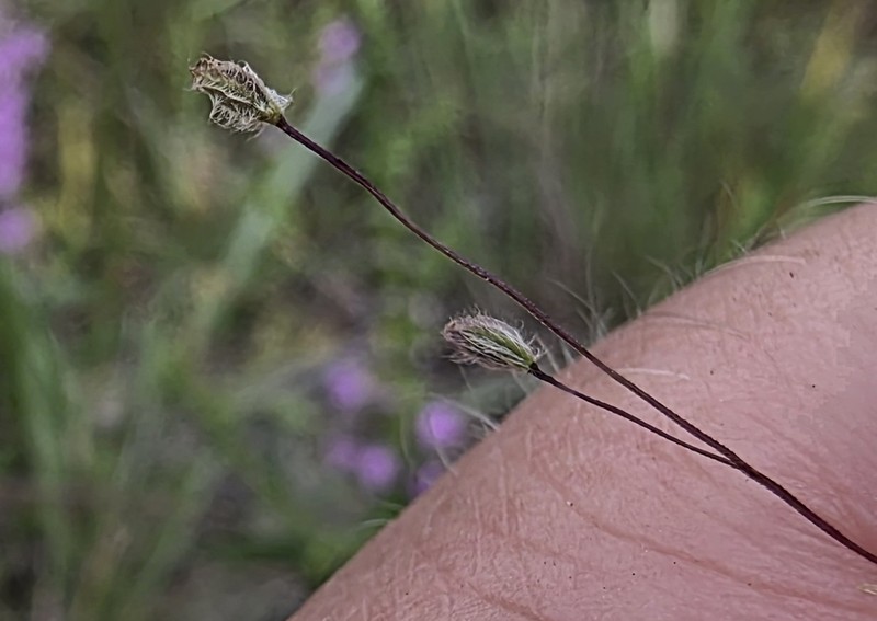 Carolina Crabgrass photo 7
