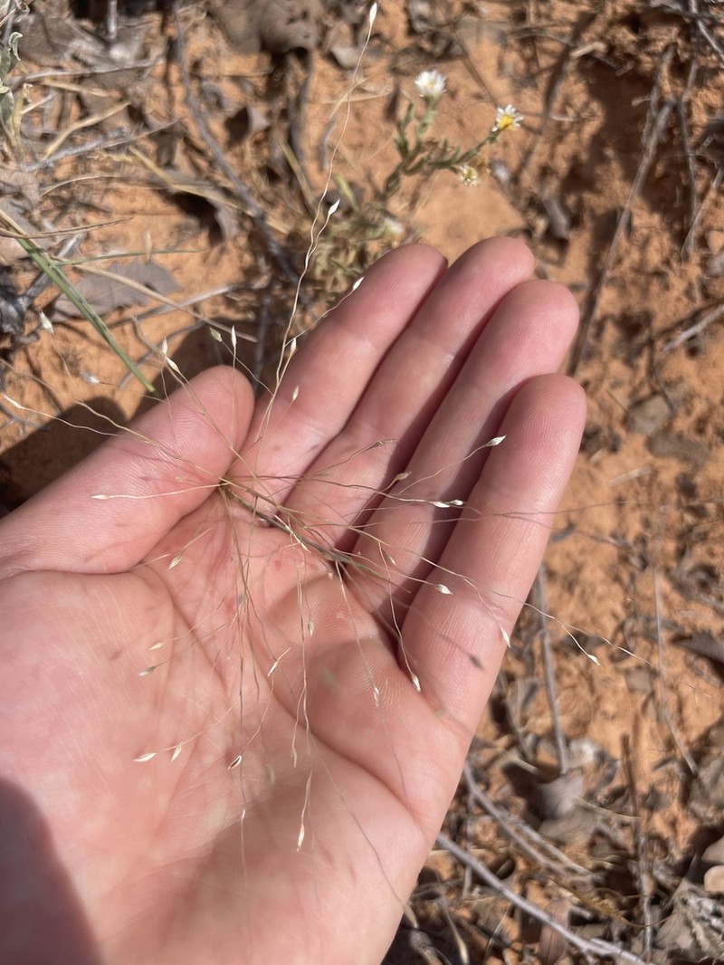 Carolina Crabgrass photo 8