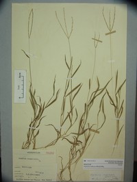 Trailing Crabgrass