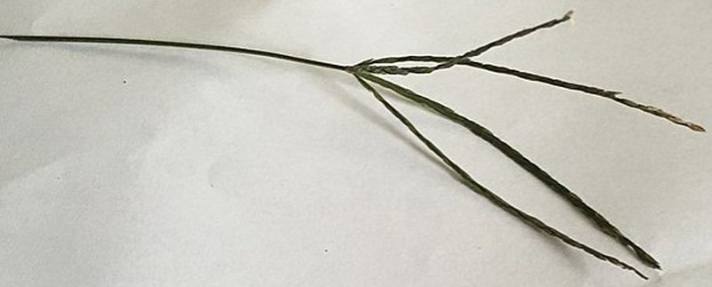 Hairy Crabgrass photo 2