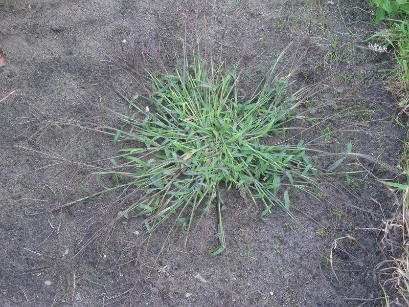 Hairy Crabgrass