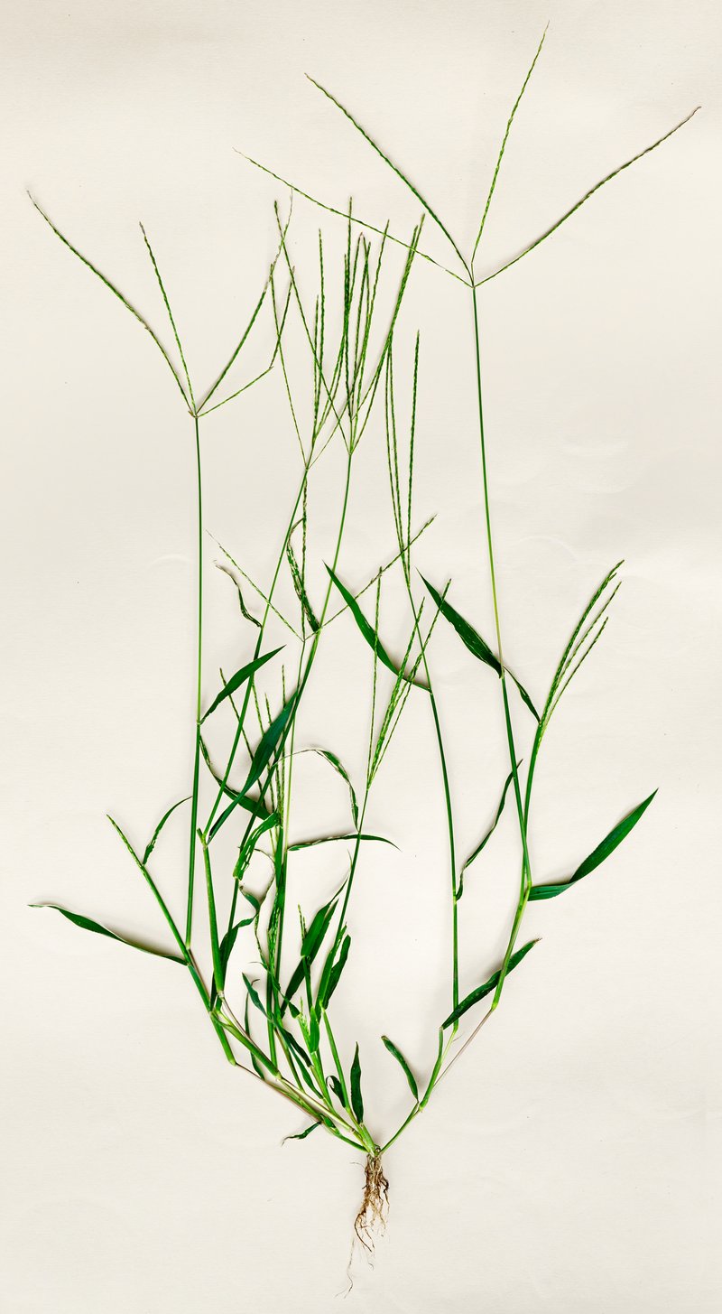Hairy Crabgrass photo 3