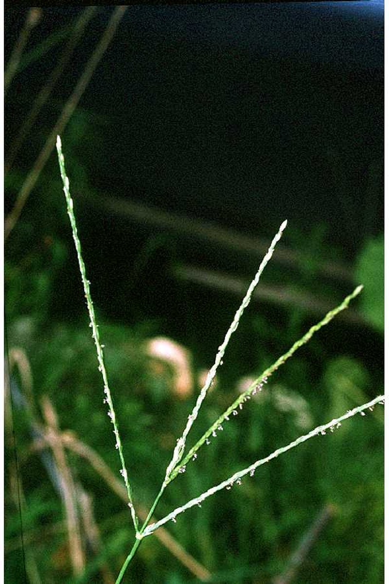 Hairy Crabgrass photo 4