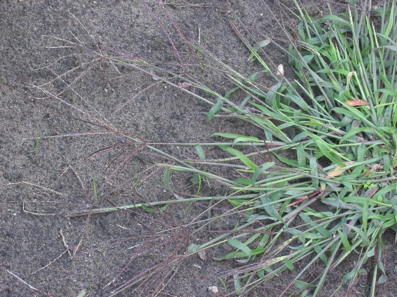 Hairy Crabgrass photo 5