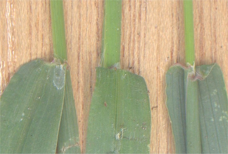 Hairy Crabgrass photo 6