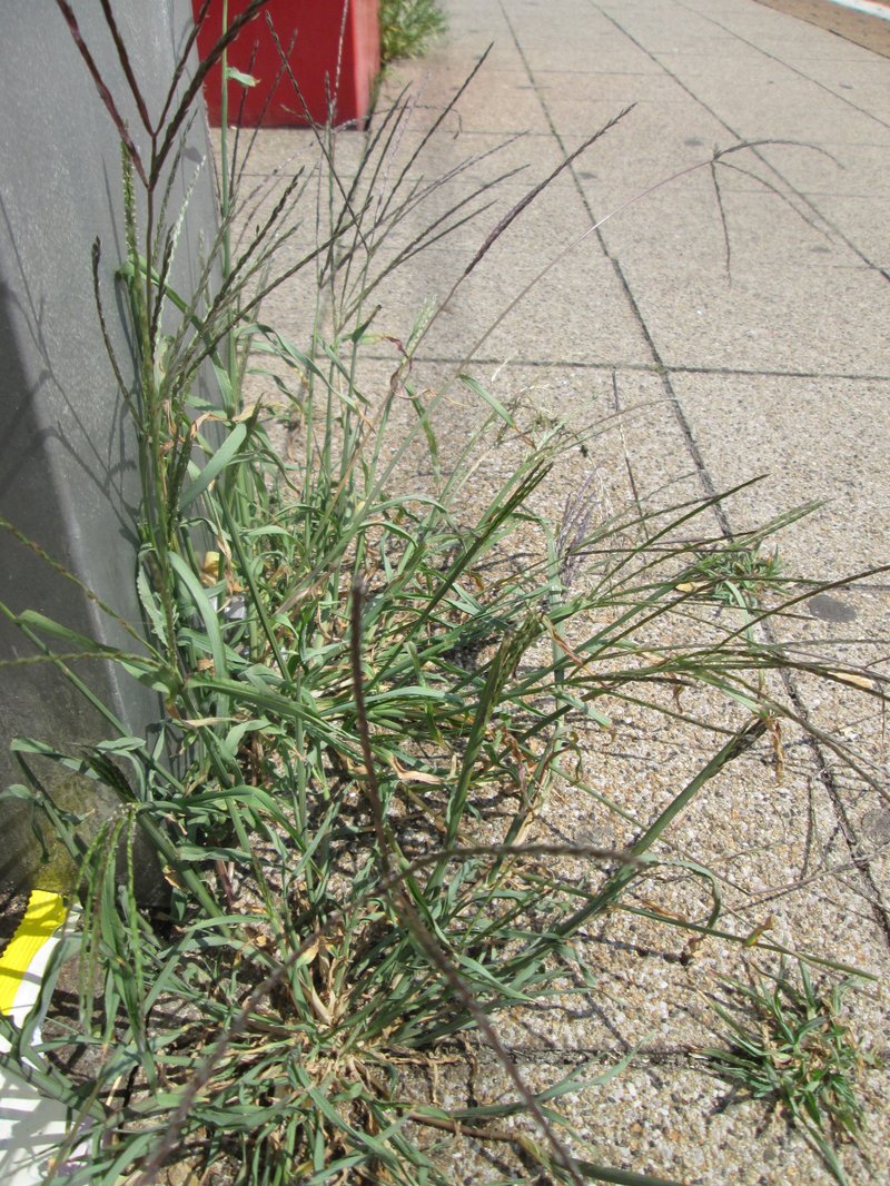 Hairy Crabgrass photo 7