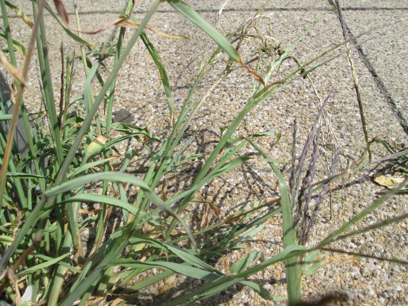 Hairy Crabgrass photo 8