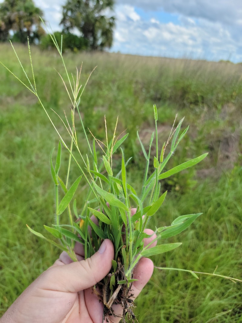 Dwarf Crabgrass photo 3