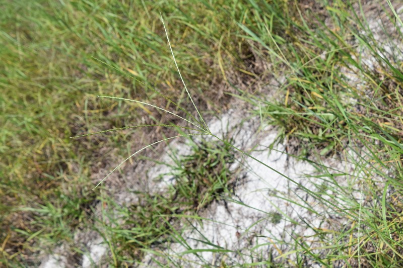 Dwarf Crabgrass photo 4