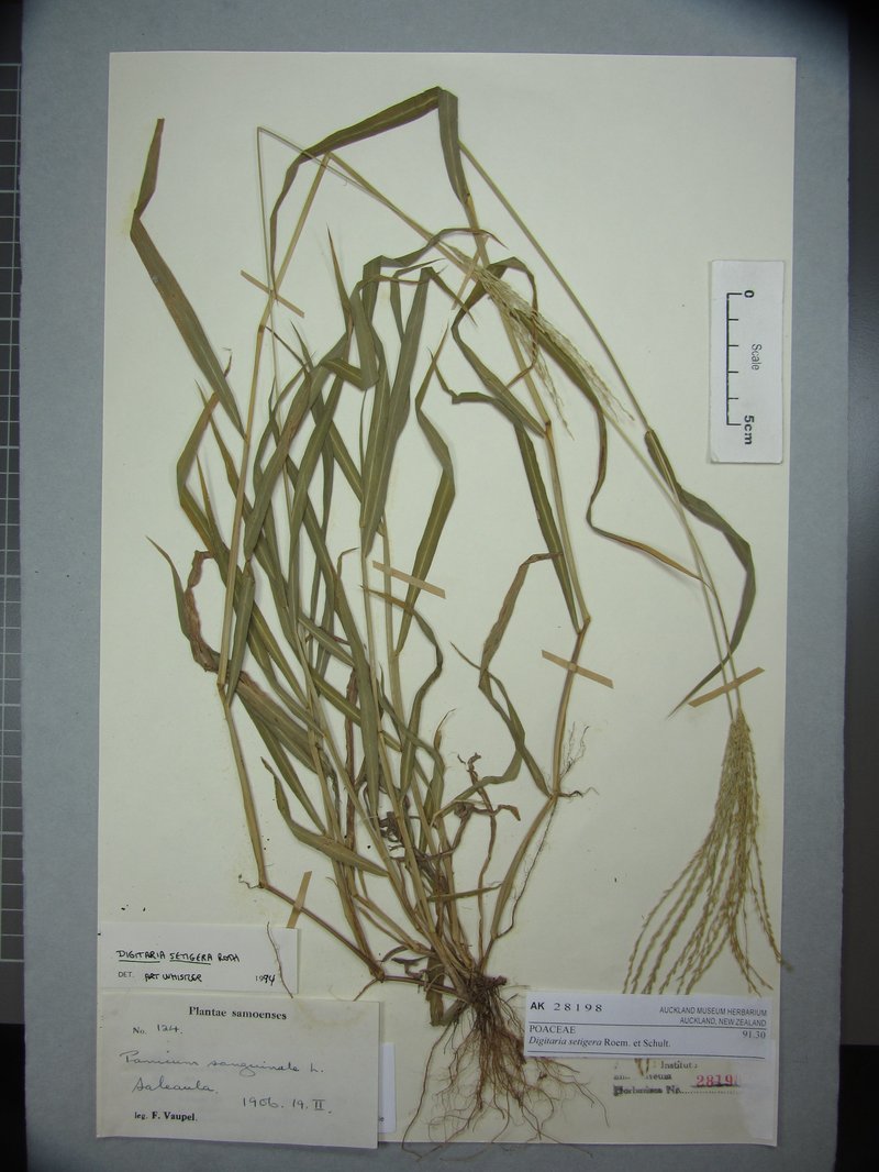 East Indian Crabgrass photo 3