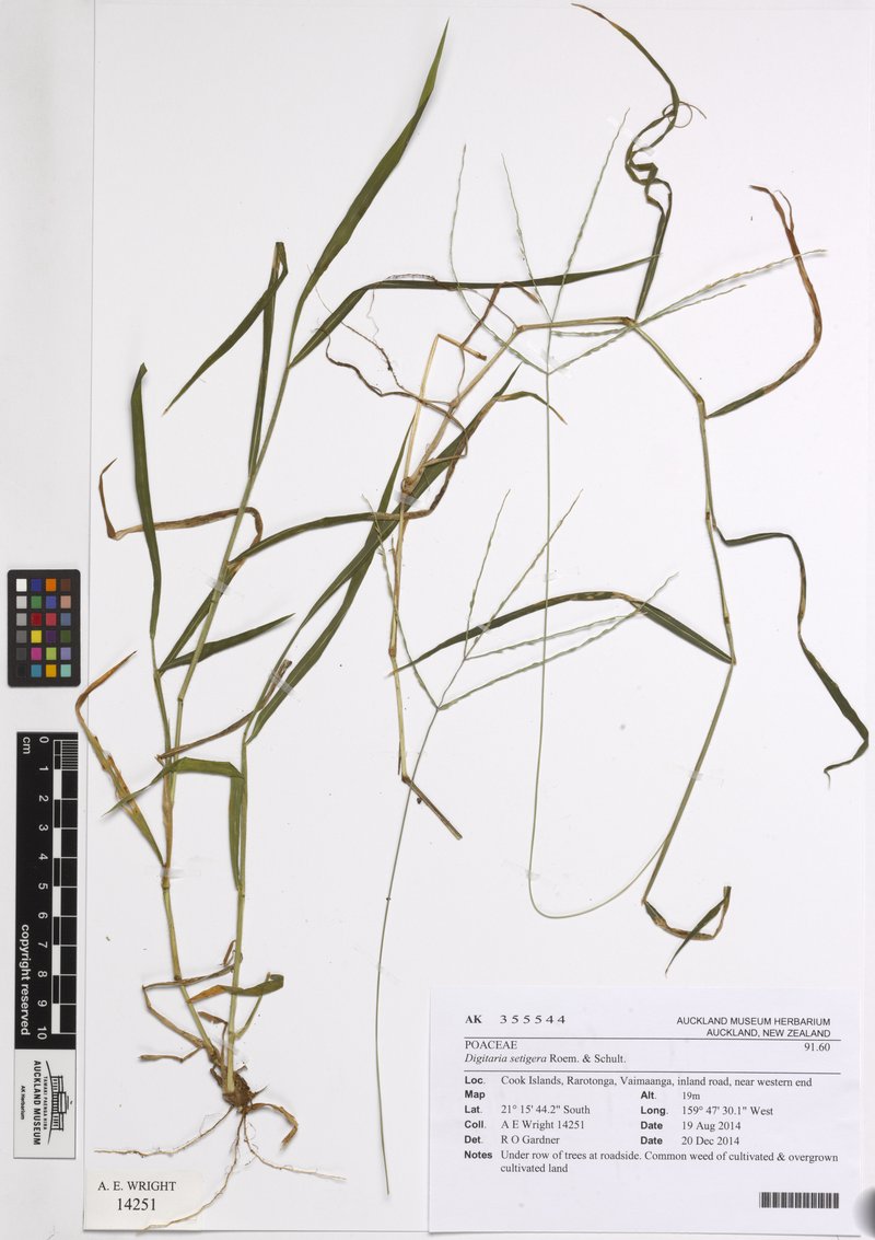 East Indian Crabgrass photo 4