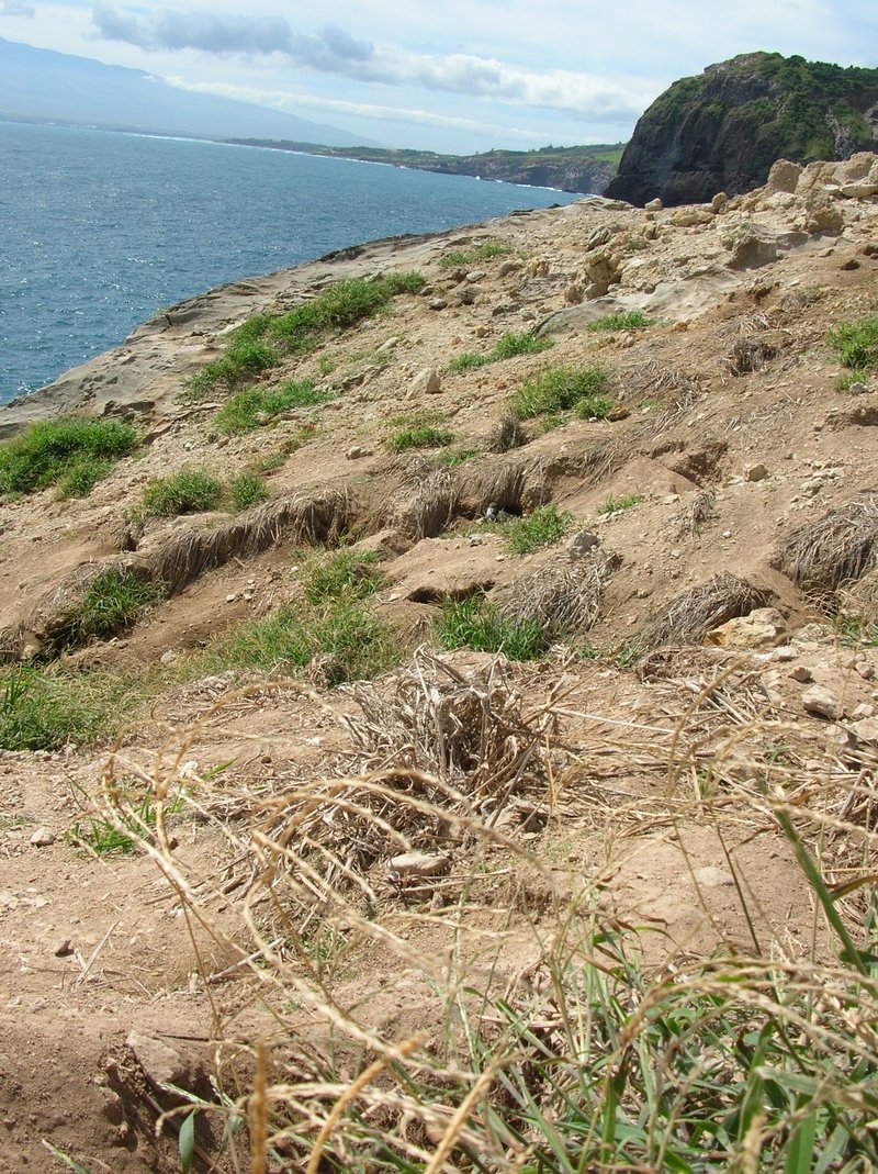 East Indian Crabgrass photo 7